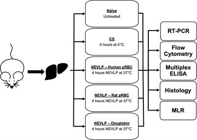 The Immunological Effect of Oxygen Carriers on Normothermic Ex Vivo Liver Perfusion